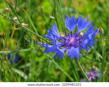 bright blue flowers of the cornflower also known as bachelor's button	