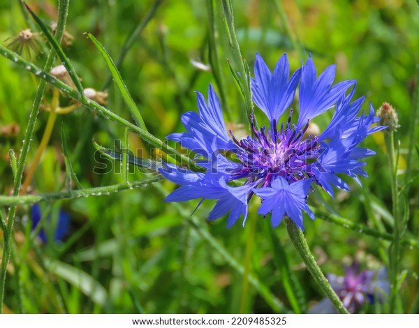 Bright Blue Flowers Cornflower Known Bachelors Stock Photo 2209485325 ...