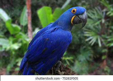 Bright Blue Hyacinth Macaw