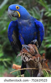 Bright Blue Hyacinth Macaw