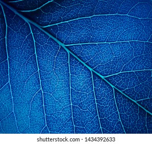 Bright Blue Leaf Texture Backlit Background Stock Photo 1434392633 ...