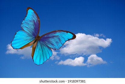 bright blue morpho butterfly flying in the sky with clouds - Shutterstock ID 1918397381