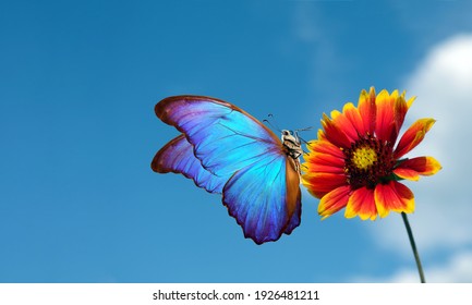 Bright Blue Morpho Butterfly On Colorful Red Flower Against A Blue Sky With Clouds. Gaillardia Flower And Butterfly