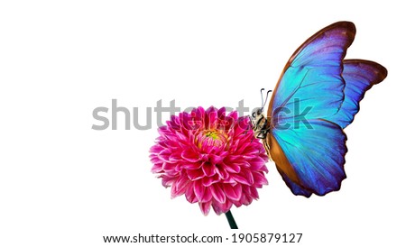 bright blue morpho butterfly on red dahlia flower isolated on white
