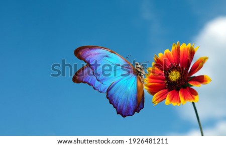 Bright blue morpho butterfly on colorful red flower against a blue sky with clouds. Gaillardia flower and butterfly