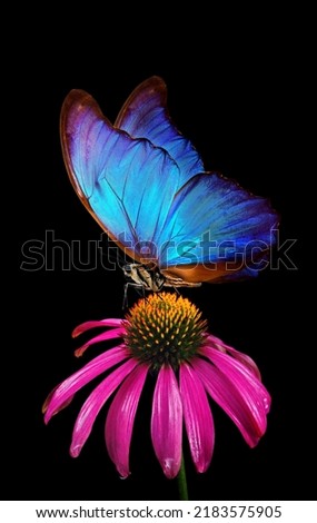 bright blue morpho butterfly on echinacea purpurea flower isolated on black