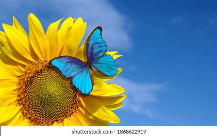 	
bright blue morpho butterfly sitting on a sunflower against a blue sky. butterfly on a flower. copy space - Powered by Shutterstock