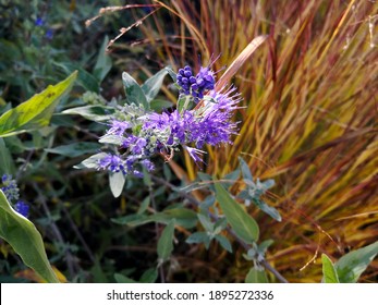 Bright Blue Or Purple Cluster Of Flowers And Buds Of Bluebeard (Caryopteris Clandonensis, Blue Spirea, Blue Mist) In Background Of Green Foliage And Yellow Red Stems Of Ornamental Grass In Sunlight