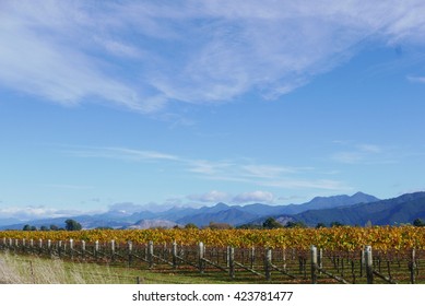 Bright Blue Skies Over The Marlborough Wine Region Of New Zealand.