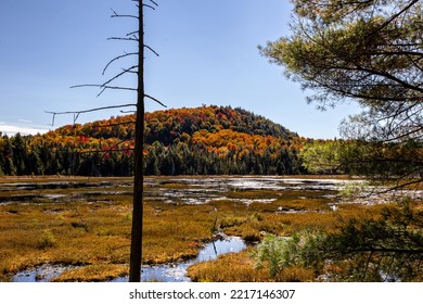 Bright Blue Sky Fall In The Adirondacks