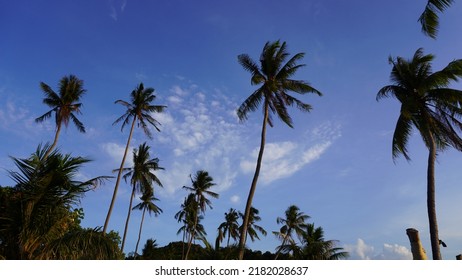 Bright Blue Sky With Golden Dawn Sunrise At Tropical Thailand Beach Coconut Trees Low Angle