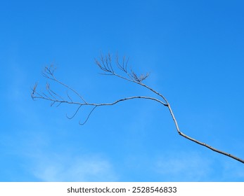 Bright blue sky with scattered clouds. Dry branches sticking out against the blue sky. Leafless branches in autumn on the sky background. Dead tree branches and fallen leaves. Bare branches of trees  - Powered by Shutterstock