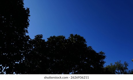 Bright Blue Sky with Sharp Shadow of Mango Tree Branch – Sunny Day Contrast Scene - A vibrant midday sky in rich blue tones serves as the background