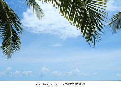Bright blue sky with soft clouds naturally framed by tropical palm foliage. Perfect clean background for travel advertising, summer campaigns, tourism promotions and tropical lifestyle branding.