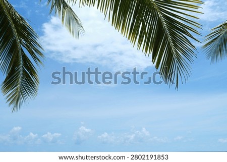 Bright blue sky with soft clouds naturally framed by tropical palm foliage. Perfect clean background for travel advertising, summer campaigns, tourism promotions and tropical lifestyle branding.
