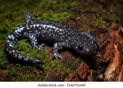 山椒魚 の画像 写真素材 ベクター画像 Shutterstock