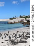 A bright blue sunny day at Boulders Beach, Cape Town, South Africa. Lots of penguins relaxing and swimming across the white sand and the blue sea