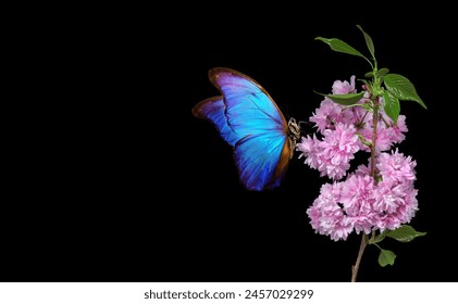 bright blue tropical butterfly on blooming branch of pink sakura isolated on black. copy space - Powered by Shutterstock