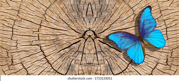 Bright Blue Tropical Morpho Butterfly On A Dry Cut Tree Stump. Deforestation. Animal Habitats. Ecological Problem. Deforestation In Brazil. Global Deforestation. Copy Space.