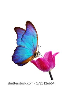 bright blue tropical morpho butterfly on purple tulip in water drops isolated on white. copy space. butterfly on a flower. greeting card