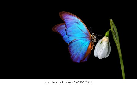 mariposa morfo tropical azul