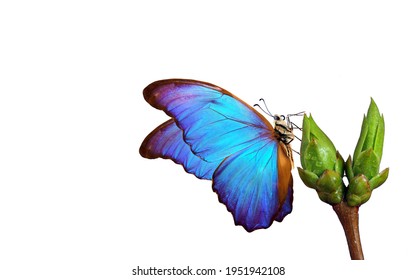 bright blue tropical morpho butterfly on young green blossoming leaves isolated on white. spring concept
