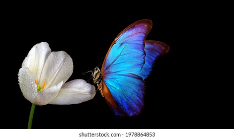 bright blue tropical morpho