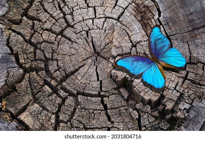 Bright Blue Tropical Morpho Butterfly On A Dry Cut Tree Stump. Deforestation. Animal Habitats. Ecological Problem. Deforestation In Brazil. Global Deforestation. Copy Space.