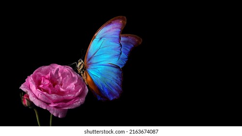 bright blue tropical morpho butterfly on a pink rose in water drops. copy space - Powered by Shutterstock