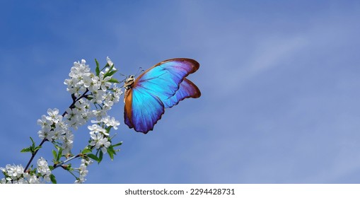 bright blue tropical morpho butterfly on a branch of cherry blossoms against the blue sky. blooming sakura and butterfly. copy space - Powered by Shutterstock