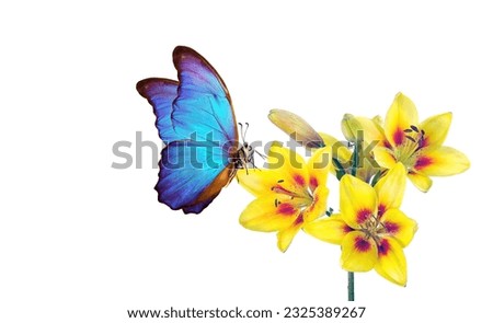 bright blue tropical morpho butterfly on colorful yellow-red lily isolated on white. lily flowers close-up.