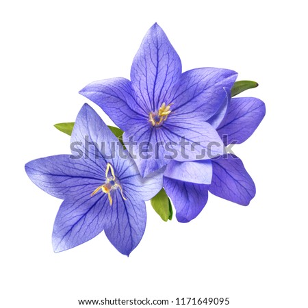 bright bluebell flowers bouquet isolated on white background
