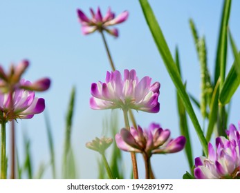 Bright blurred Chinese vetch blossom in spring - Shutterstock ID 1942891972