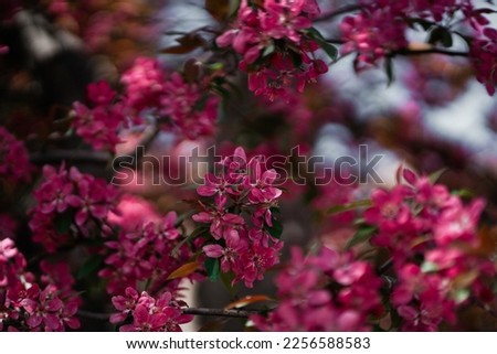 Bright branch of crabapple. Beautiful red flowers of malus purpurea. Dark pink apple flowers close up in spring garden 