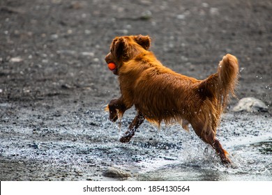 Bright Brown Or Reddish Furred Dog With A Red And Blue Ball In His Mouth, Jumping Out Of The Muddy Water Of A Lake Or River. Blurry Background.