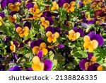 Bright buds of Viola cornuta "Admire orange purple wing" with purple veins. An annual spring plant. Photo for a garden center or plant nursery catalog. Sale of green spaces. Close-up.