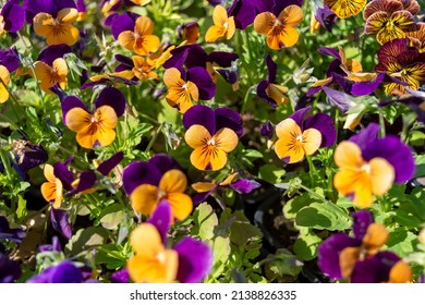 Bright buds of Viola cornuta "Admire orange purple wing" with purple veins. An annual spring plant. Photo for a garden center or plant nursery catalog. Sale of green spaces. Close-up.