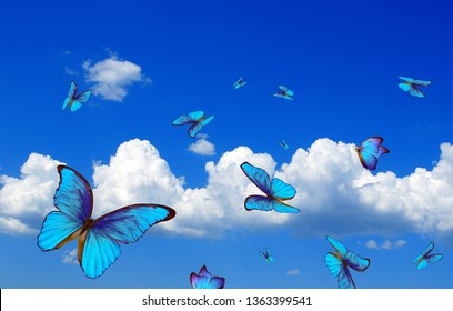 butterflies flying in the sky