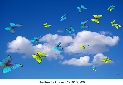 butterflies flying in the sky