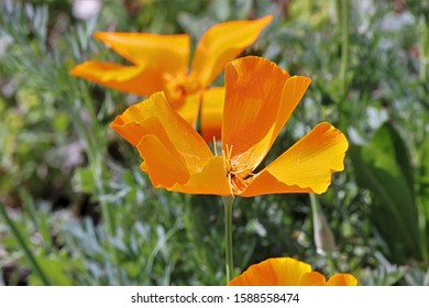 Bright CA Poppies Growing In A Meadow In The High Desert