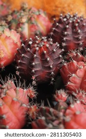 Bright cacti are arranged on a table at a market during the day.