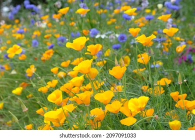 Bright California poppies in flower during the summer months