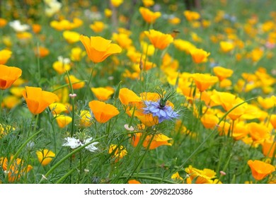 Bright California poppies in flower during the summer months