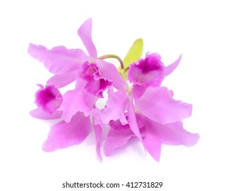 bright cattleya orchid flower isolated on white background