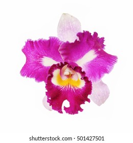 bright cattleya orchid flowers isolated on white background