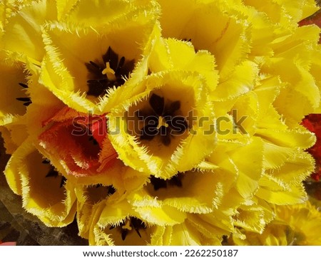 Bright and cheerful golden yellow tulips with a fringed edge (Yellow Fabio) in a bouquet in the sun, late spring (macro, top view, texture).
