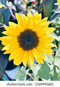 Bright Cheery Yellow Sunflower On A Sunny Day