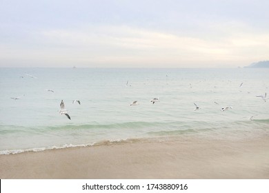 Bright and Clear Beach Shore with Seagulls Flying - Powered by Shutterstock