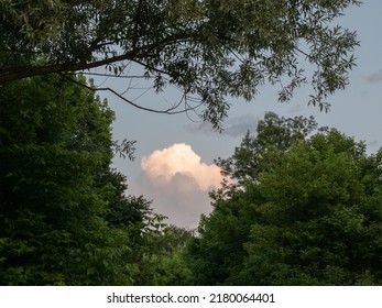 Bright cloud framed with tree branch and canopy, sunlit cloud and greenery in summer