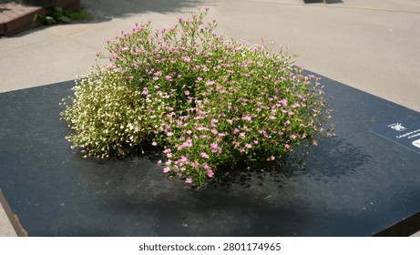 Bright clusters of tiny flowers bloom in the sunlight, enlivening the scene.